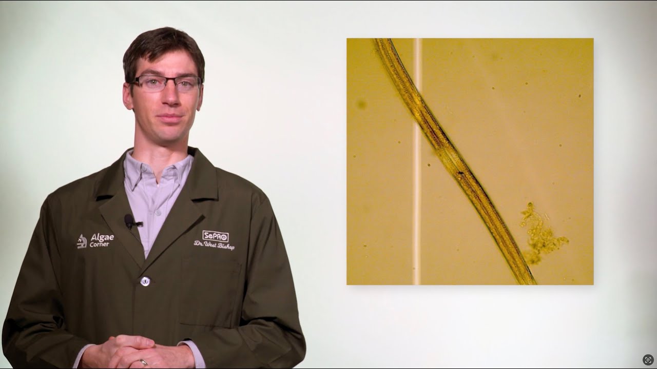 Algae Corner: What are Algae?