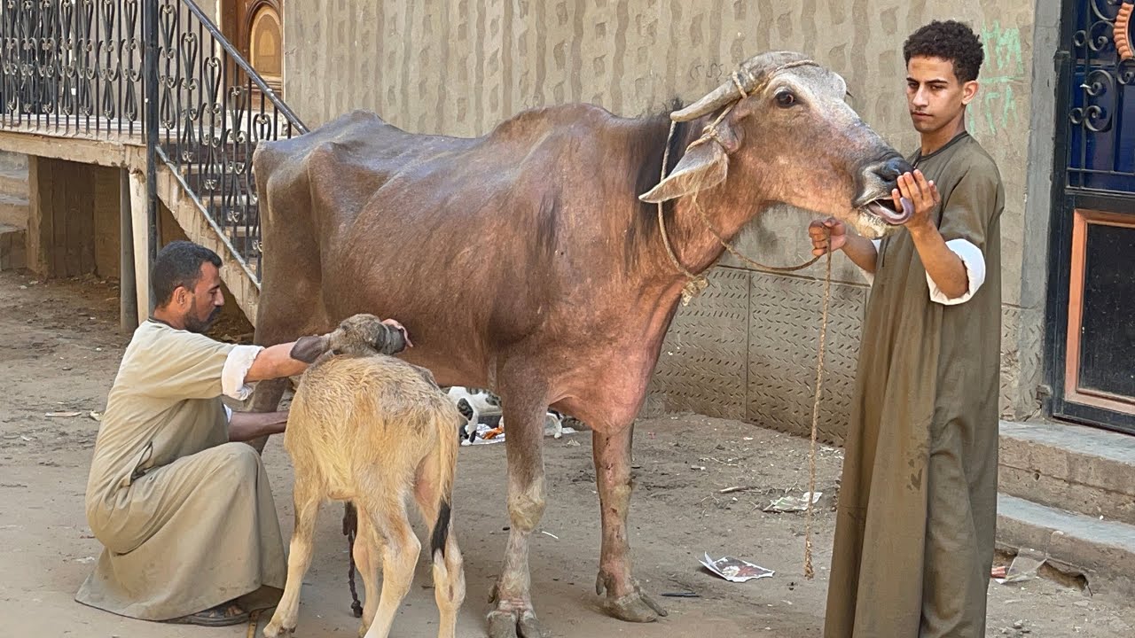 ‏هو ده الجاموس اللي يفتح البيت ويعمره وبأسعار ترضي وجه الله ومافيش من ده تاني أدخل بنفسك واحكم