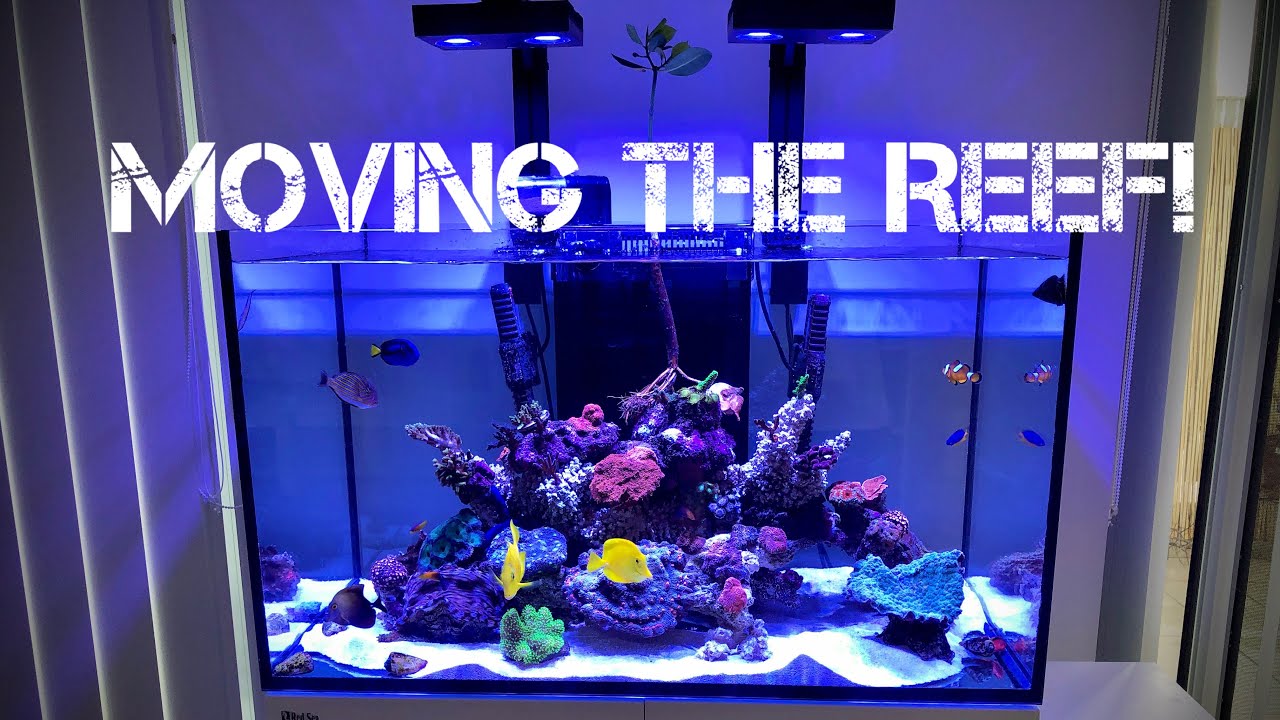 My Reef Aquarium Transfer!