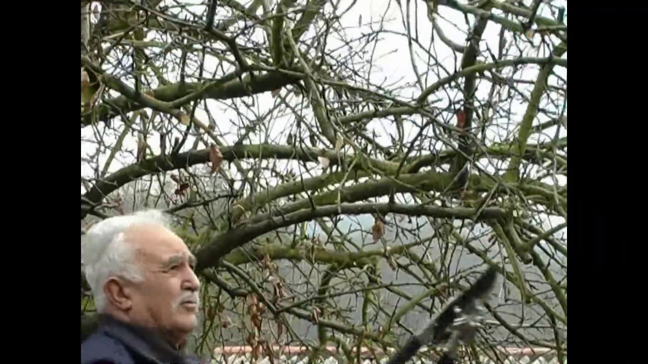 16.-  EL CAMPO - PODA DEL PERAL Y MANZANO, con Alberto Riveiro en Canal TEA TV de Ponteareas