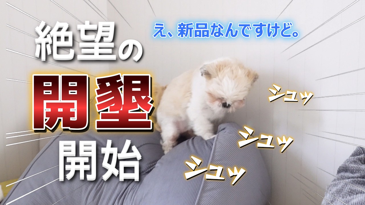 【絶望】え、新品なんですけど。ソファーを破壊した犬、新天地だと思われて耕されるwww社員４にんの会社。パートの募集はいたしません