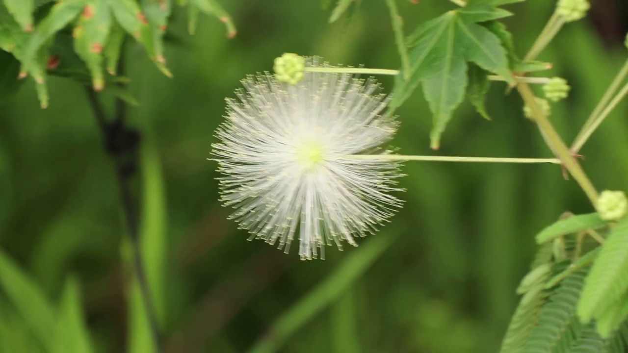 白ネムノキ（合歓木、Albizia julibrissin）白い花
