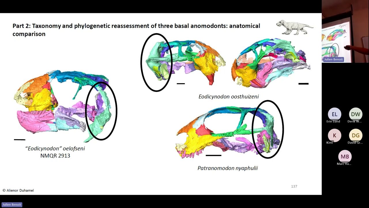 Ontogeny, phylogeny and taxonomy of Permian therapsids: CT-scan and Bayesian inference of phylogeny