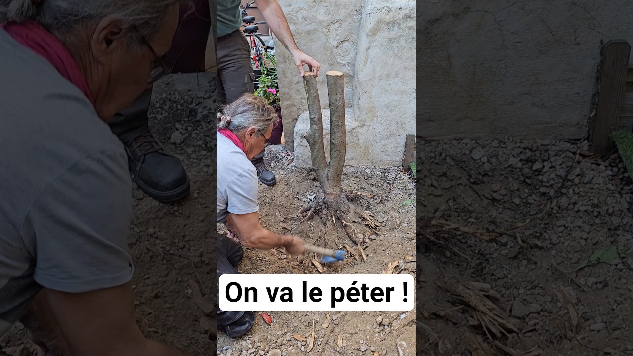 D&eacute;raciner un 🌳 #astuce #bricolage
