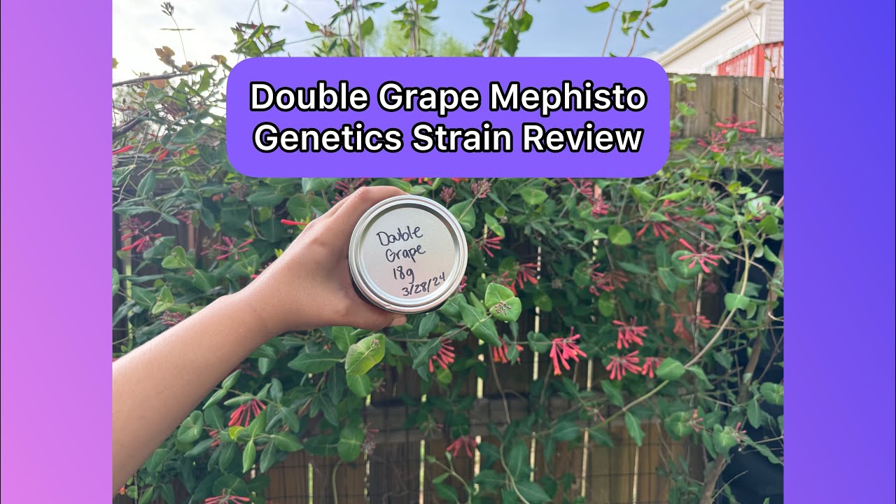 Double Grape Mephisto Genetics Strain Review