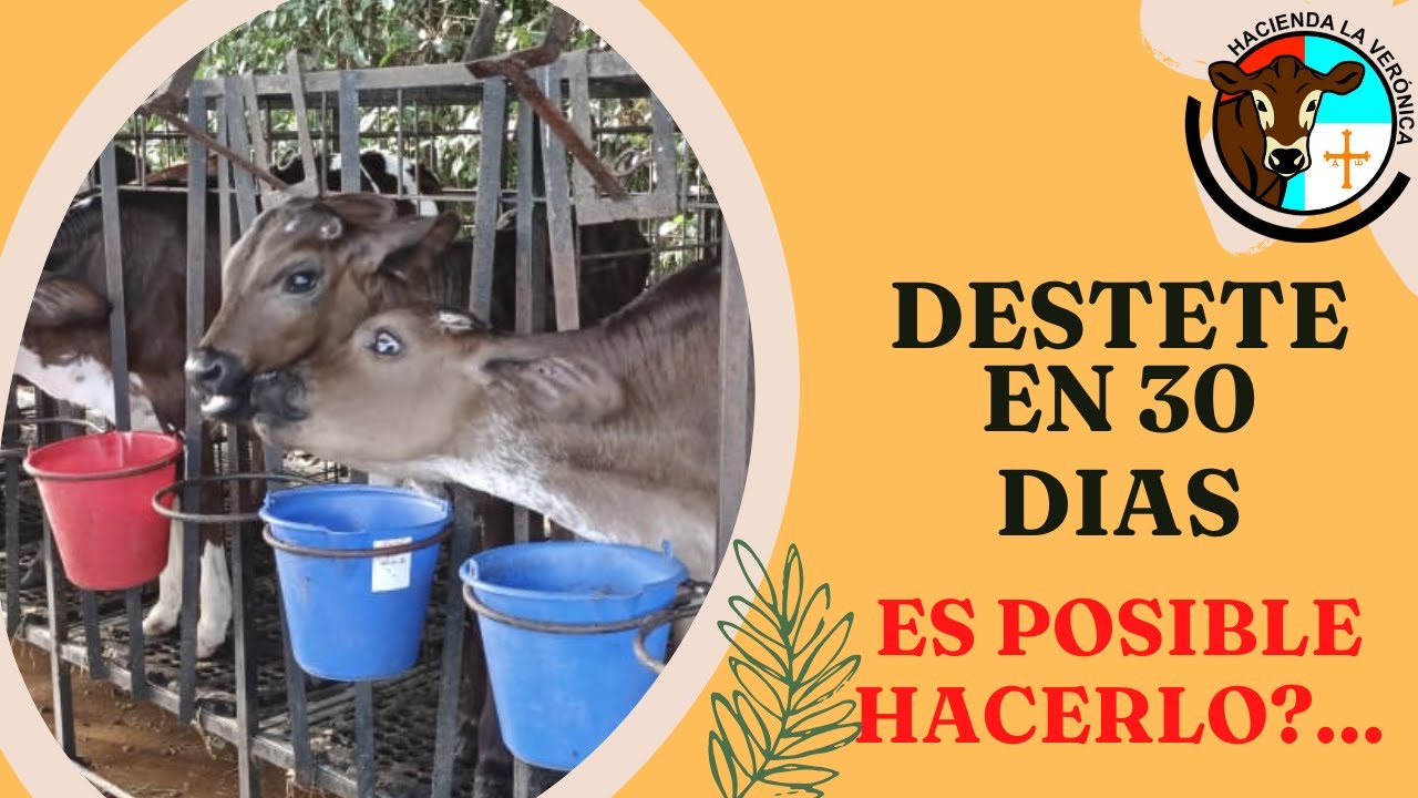 UN DESTETE EN 30 D&Iacute;AS...  ES POSIBLE?