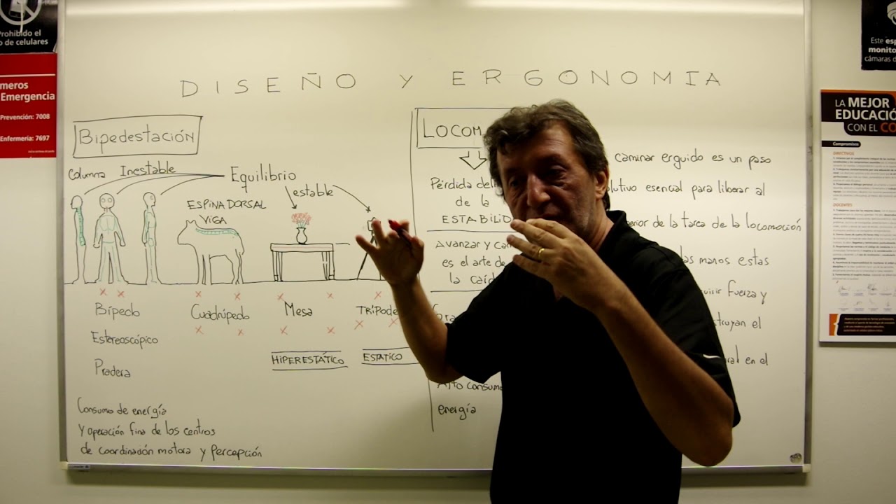Dise&ntilde;o y Ergonom&iacute;a Bipedestaci&oacute;n y Espina dorsal