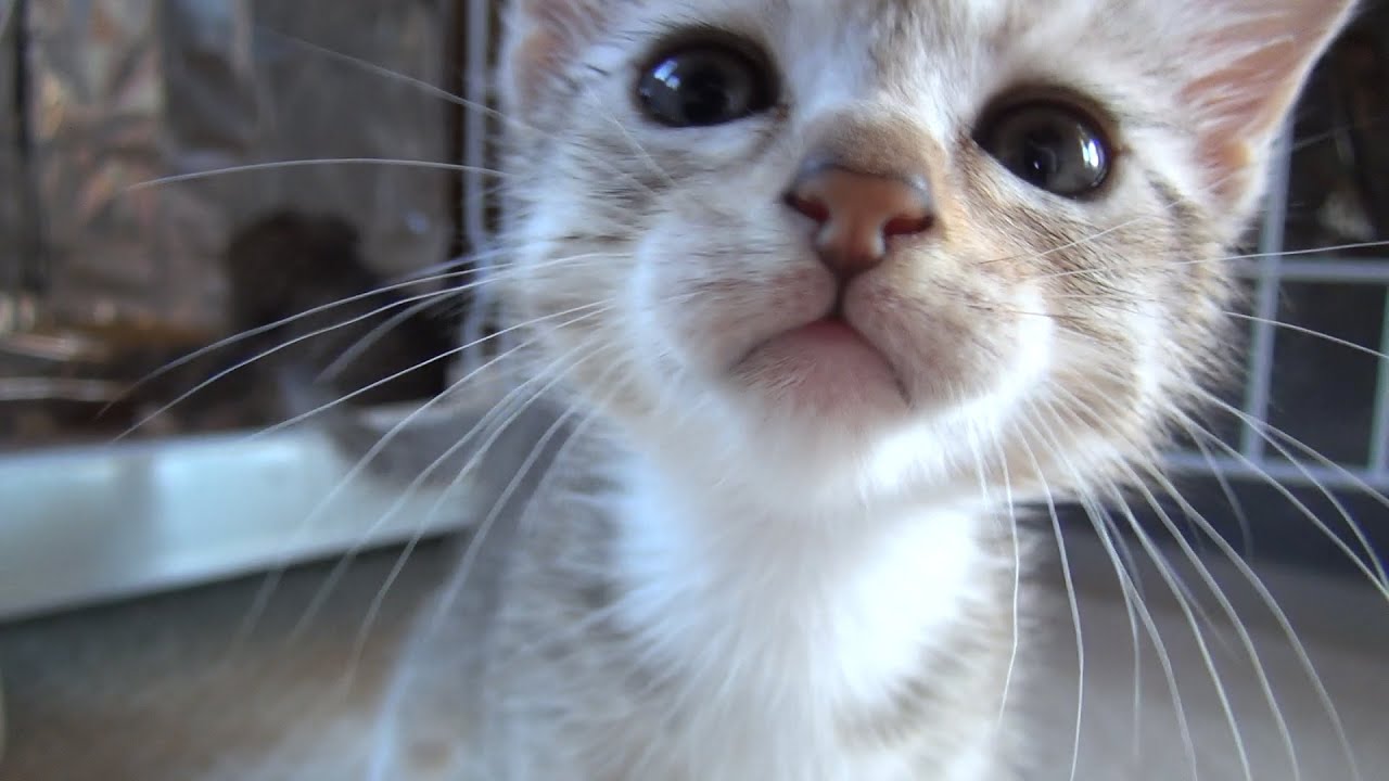 ケージから出して! 騒ぐ子猫達 Please, out of the cage　Kitten to make noise,Chipie and Mimi【瀬戸の兄弟猫日記】