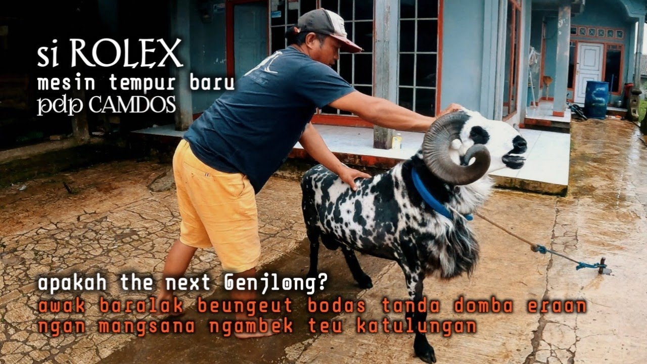 si Rolex Mesin Tempur Baru Camdos, apakah the next Genjlong || di Balik Domba Baralak Bermuka Putih