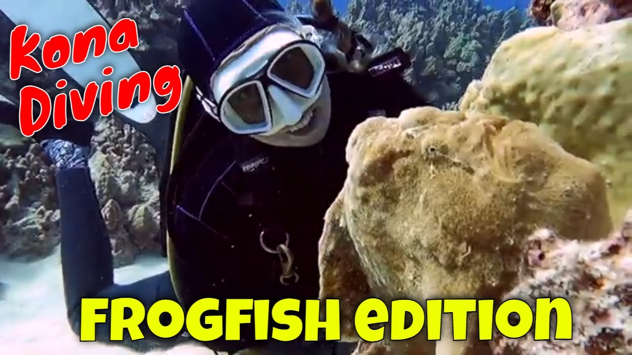 Kona Diving - The Many Faces of Frogfish | Kona Honu Divers
