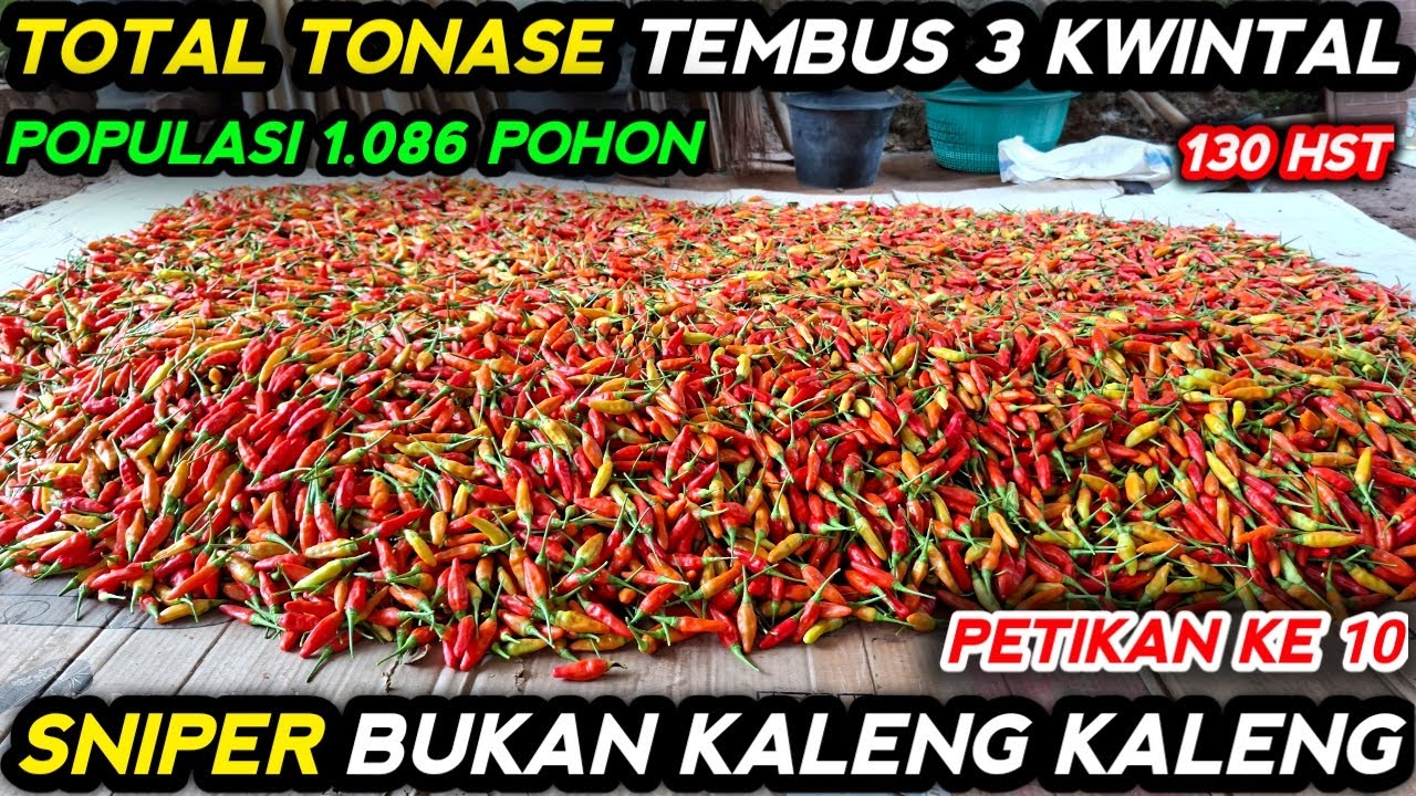 🔴 MANTAP ‼️ PANEN CABE SNIPER PETIKAN KE 10 TOTALNYA TEMBUS 3 KWINTAL BOLO #mitrapertanianchannel 