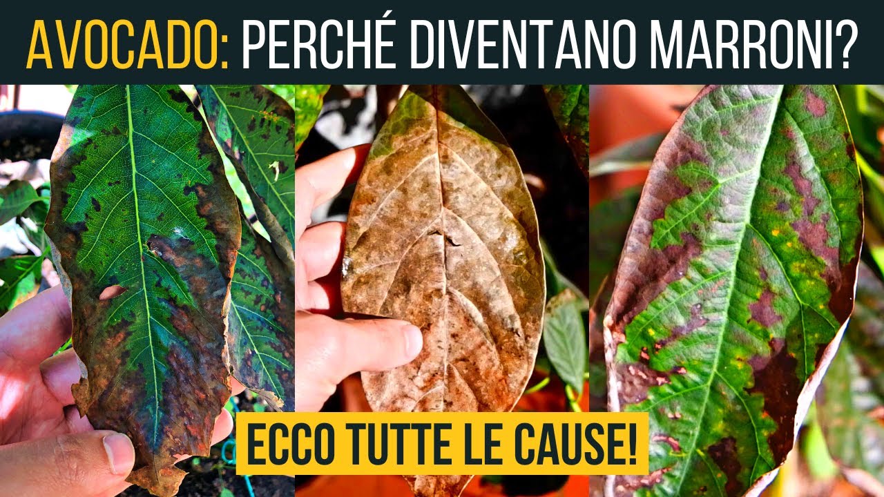 Perch&eacute; le foglie dell&rsquo;Avocado 🥑 diventano marroni? ecco 3 possibili spiegazioni | Food Stories