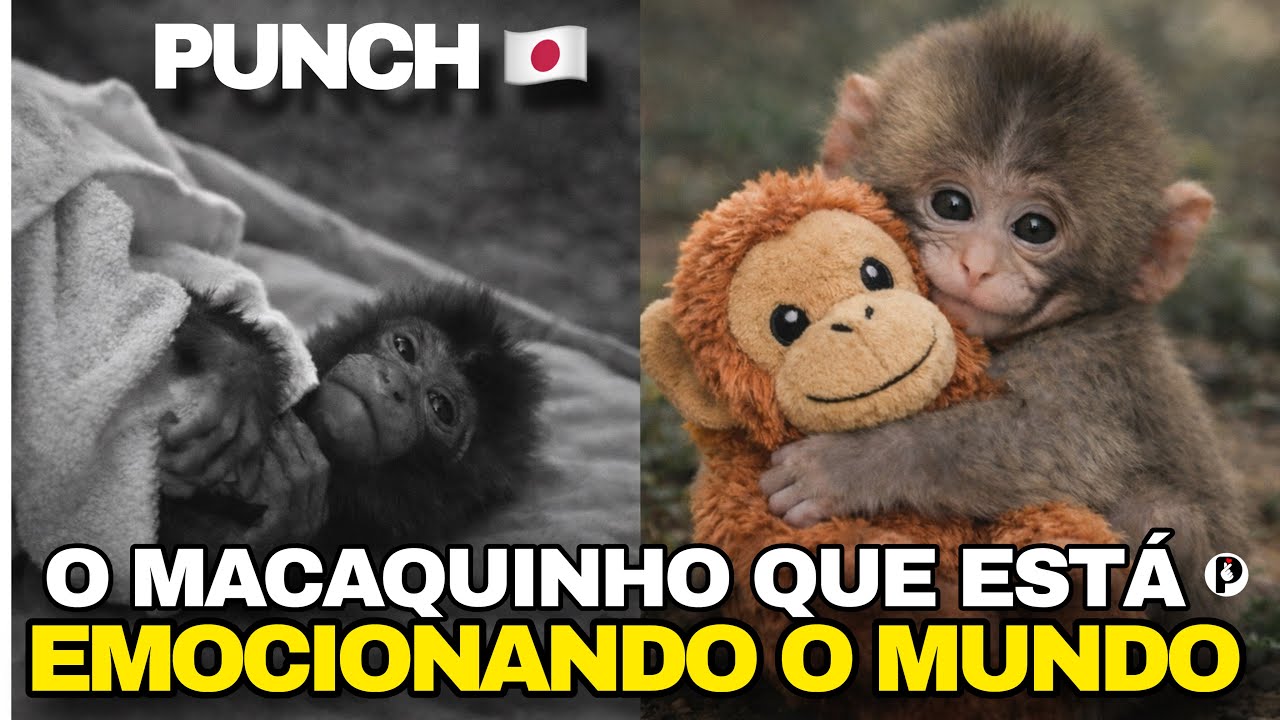 PUNCH A REAL HIST&Oacute;RIA DO FILHOTE DE MACACO REJEITADO COMOVE O MUNDO NO ZOOL&Oacute;GICO DO JAP&Atilde;O 🇯🇵 