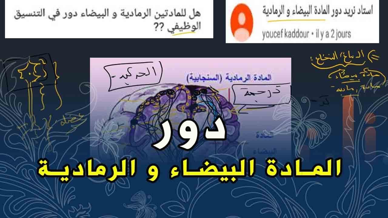 علوم طبيعية السنة الرابعة متوسط دور المادة البيضاء و المادة الرمادية