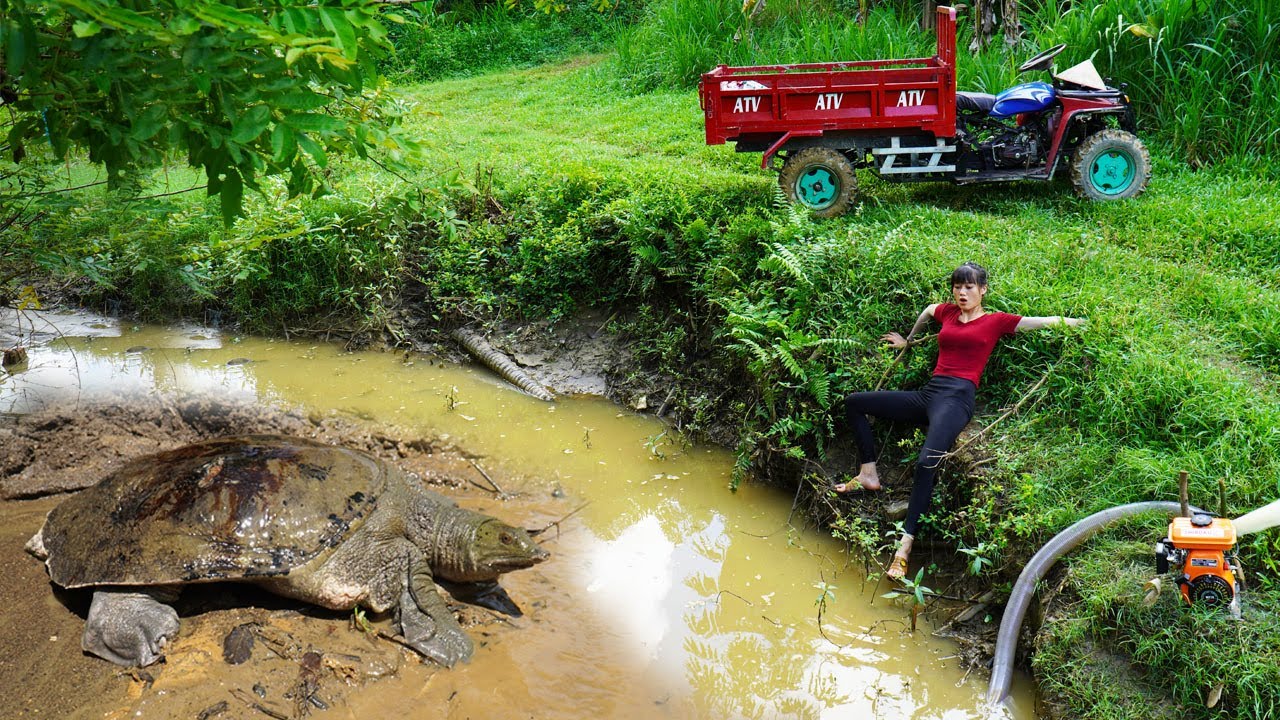 Girl Pumping Water in Wild Lake Meets A Big Turtle 8.6kg - Use 4-Wheeled Truck transport To Sell