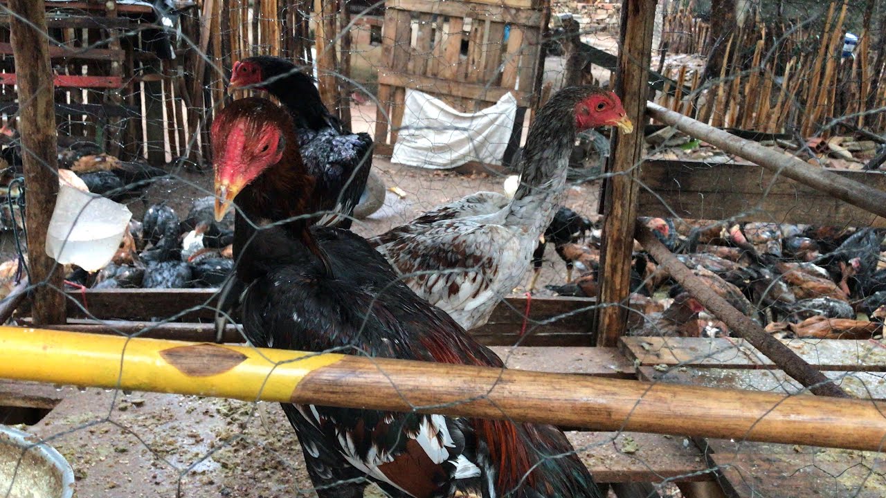 NOVOS FRANGOS PARA O NOSSO QUINTAL!!!