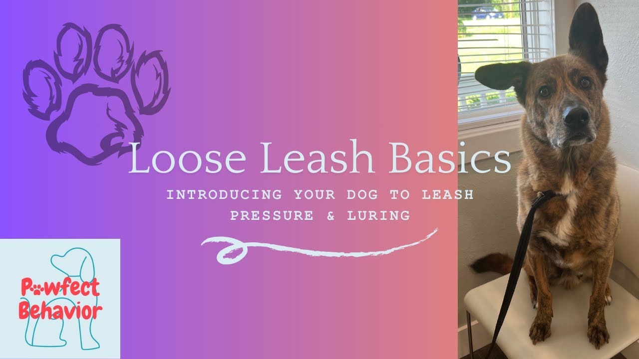 Loose Leash Basics: Introducing Your Dog to Leash Pressure & Luring 🐾