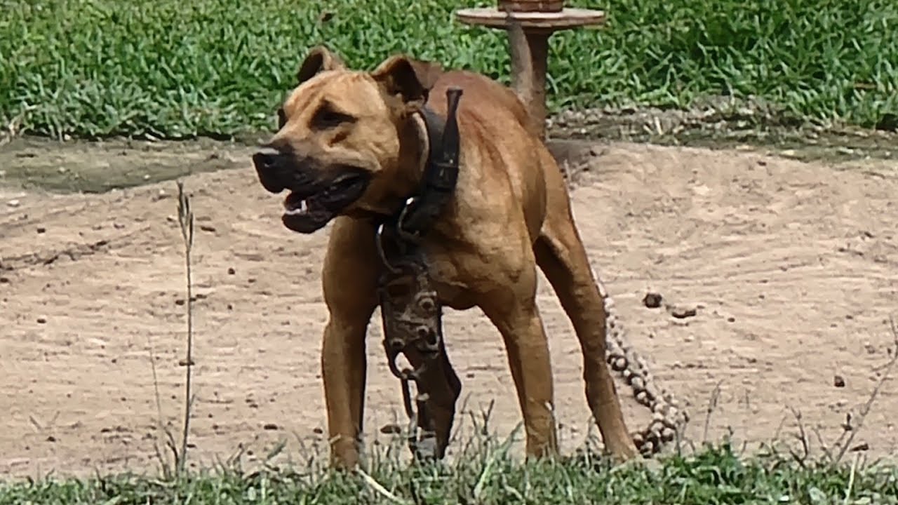 THOMPSON'S KENNEL'S UPDATES EMAILS FREE GAME