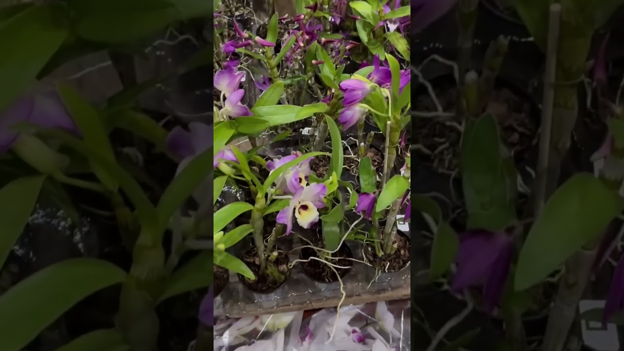 Orqu&iacute;deas atacado feira do Ceagesp