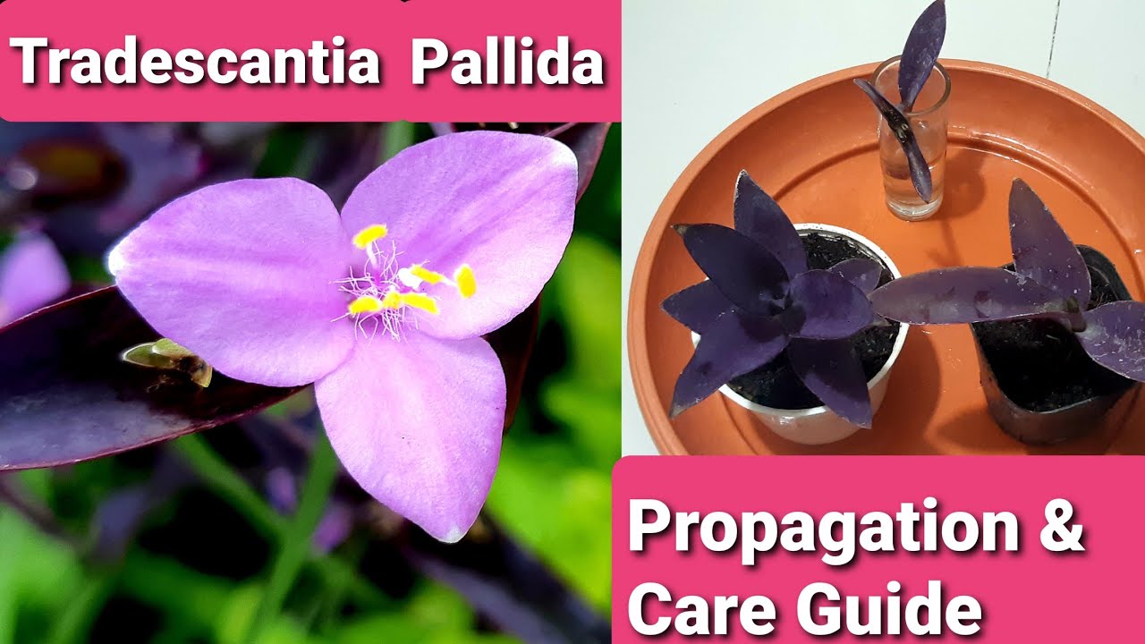 Tradescantia Pallida | Purple Heart /Purple Queen Propagation & Care Guide