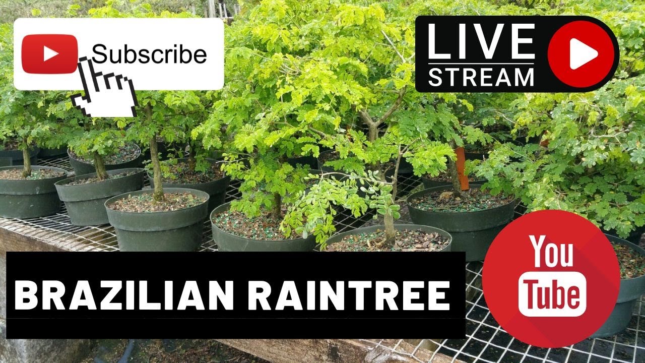 Brazilian raintree demo