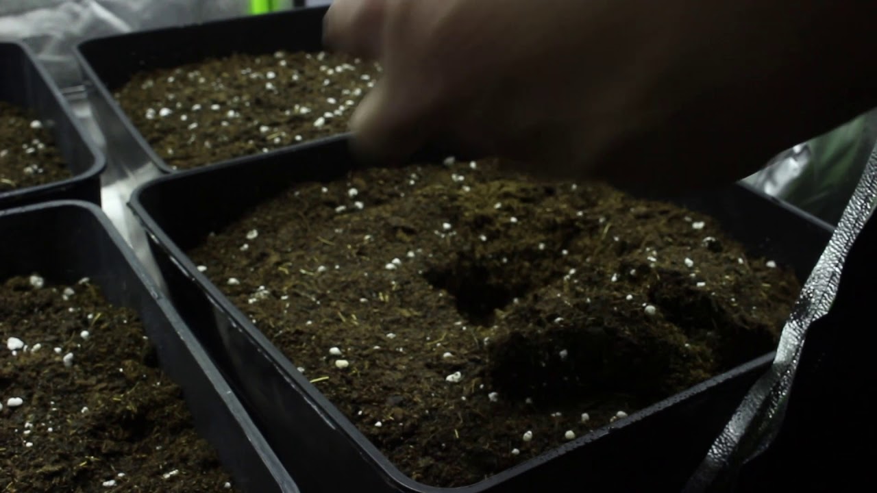 Seguimiento #1 Indoor Superskunk y Quickmass Feminizadas 250w