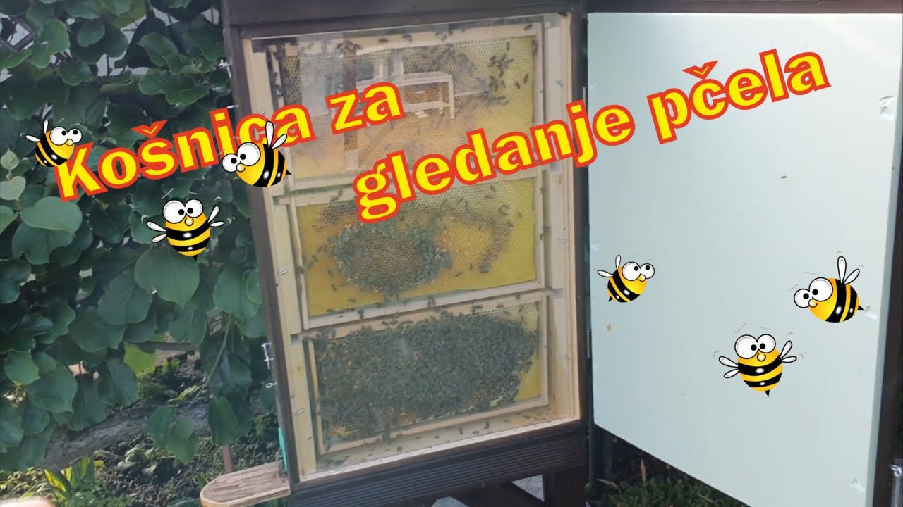 Prikaz kosnice za gledanje pcela