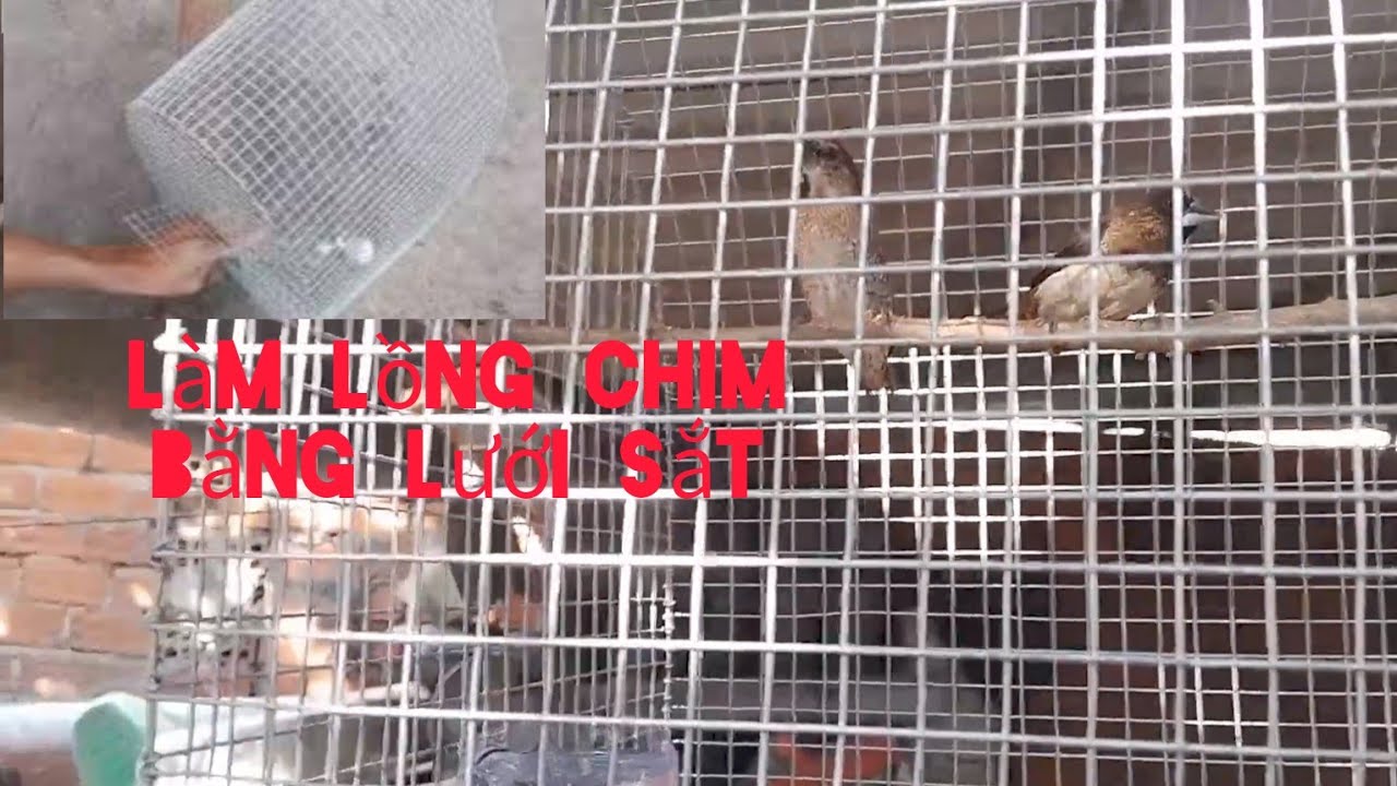 làm lồng bằng lưới sắt, đơn giản rẻ tiền. nuôi chim ri , sắc ô, mỏ chì