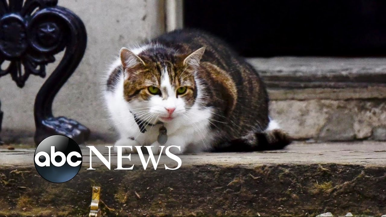 Larry the Cat to Remain at 10 Downing Street