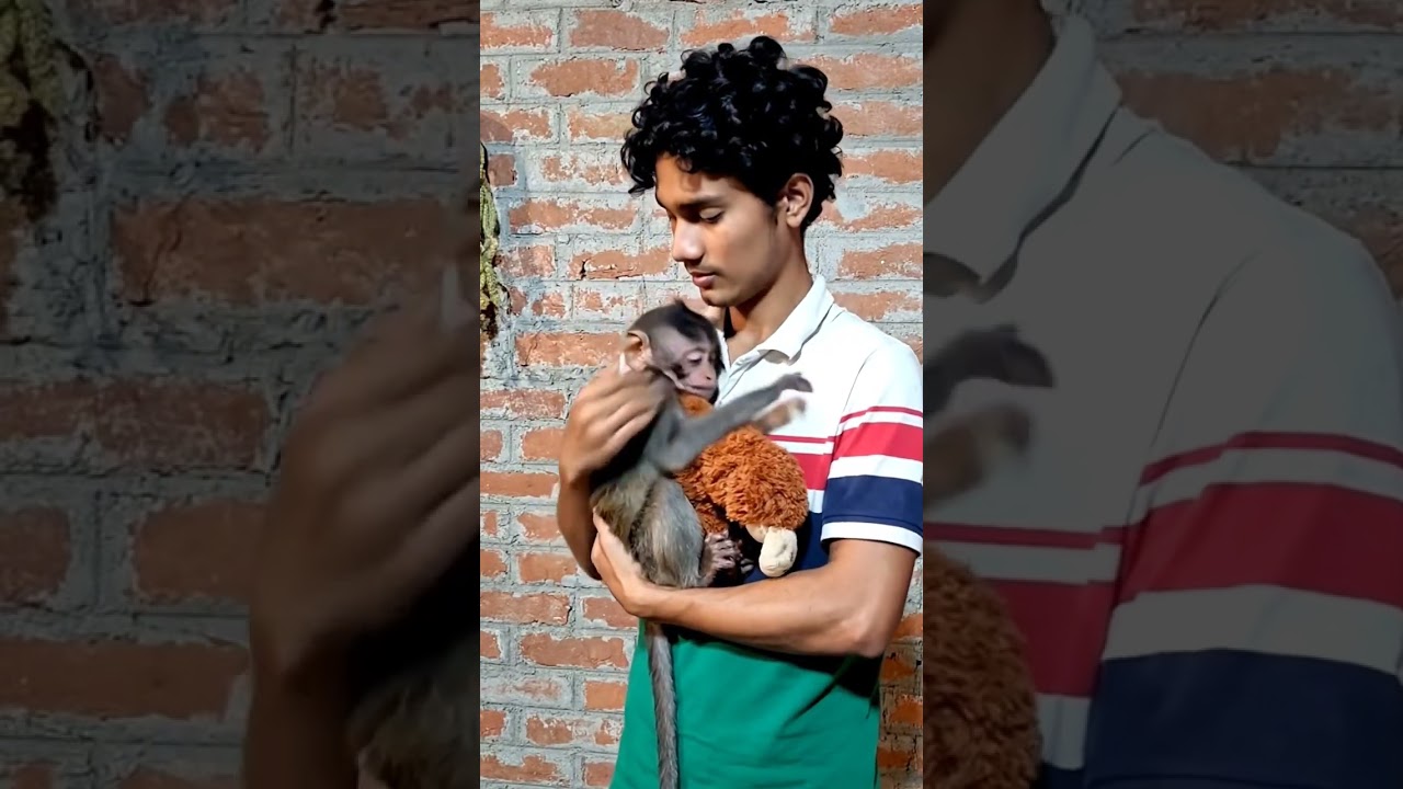 punch the viral lonely monkey makes a new friend 🫂🐒 | monkey video #punch #monkey #punchbabymonkey