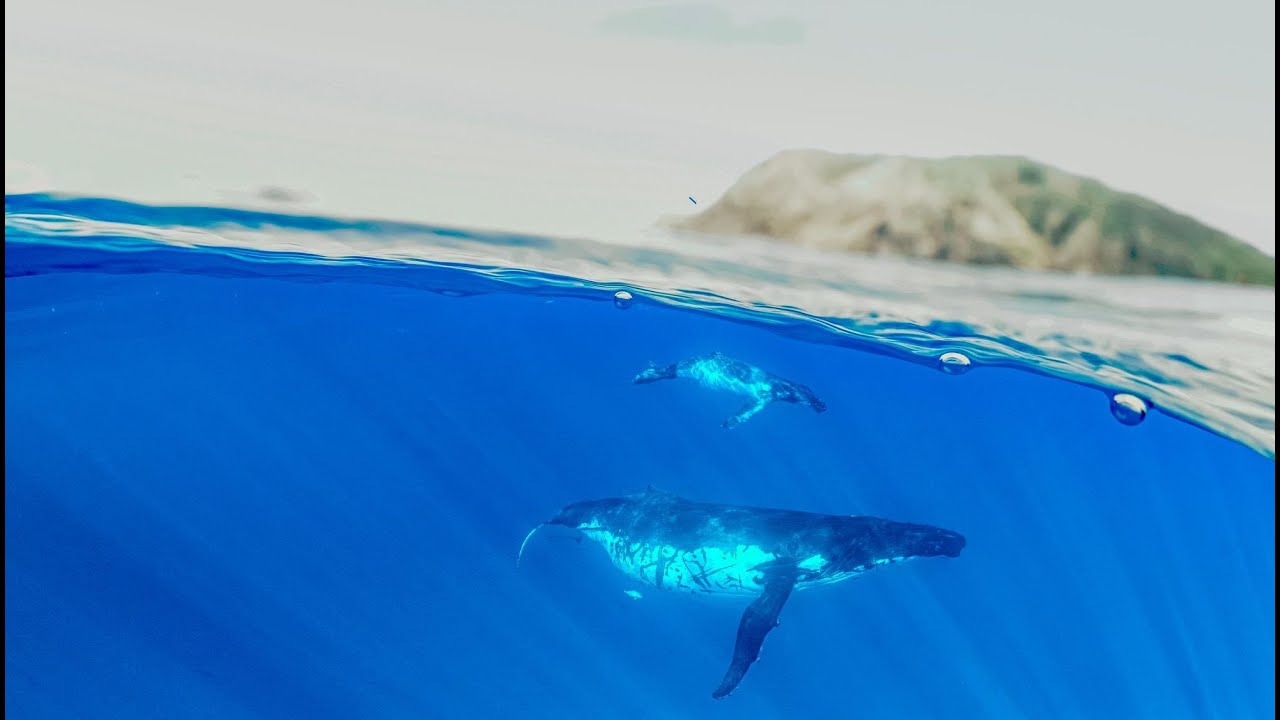 Opening of the Pitcairn Marine Science Base - September 2023