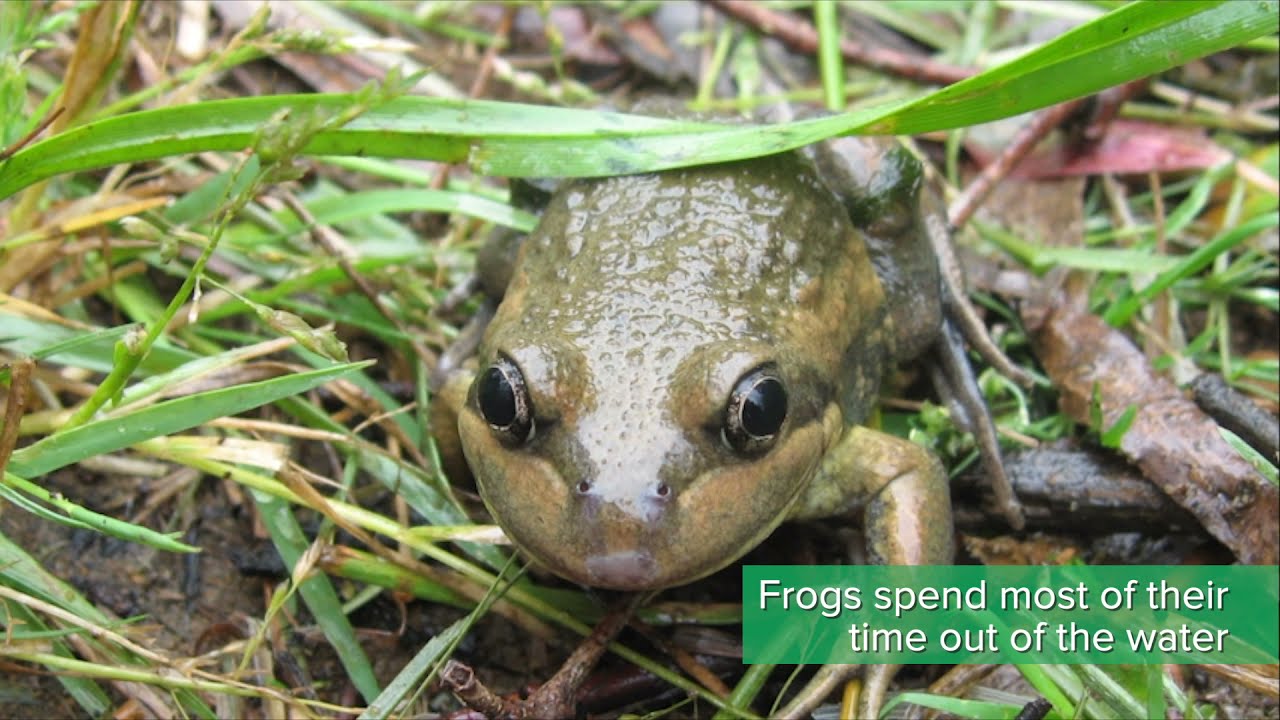 Creating a wildlife friendly garden in Adelaide: Frogs at home