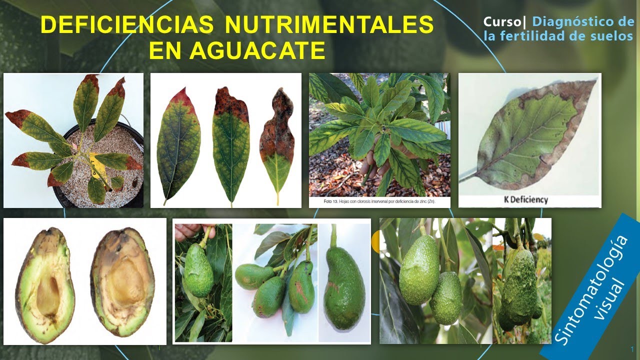 🥑🍂Deficiencias Nutrimentales en Aguacate
