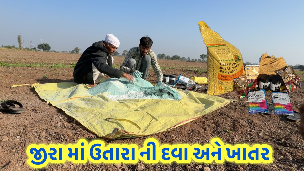 જીરા માં ઉતારા ની દવા અને ખાતર || village life 