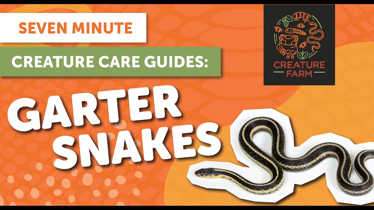 Garter Snakes - Seven Minute Creature Care Guide