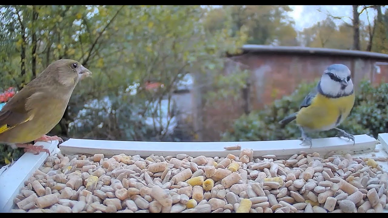 Bird Feeder Camera Live