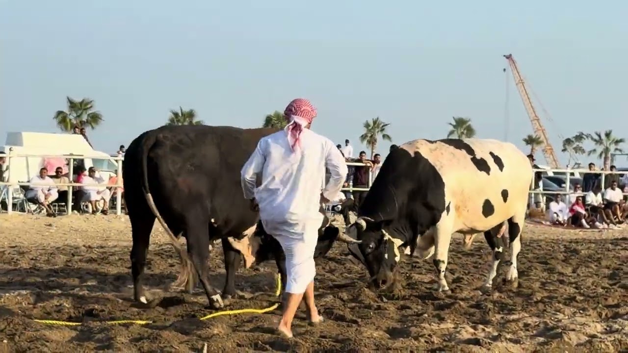 الزير الاصم و اوتار الاتحاد