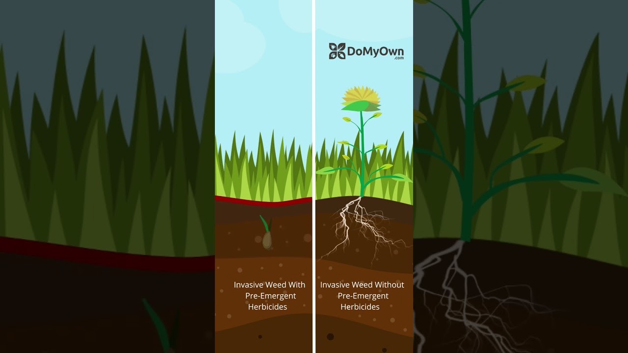 🌱 Apply pre-emergents herbicides to stop weeds from emerging in your lawn