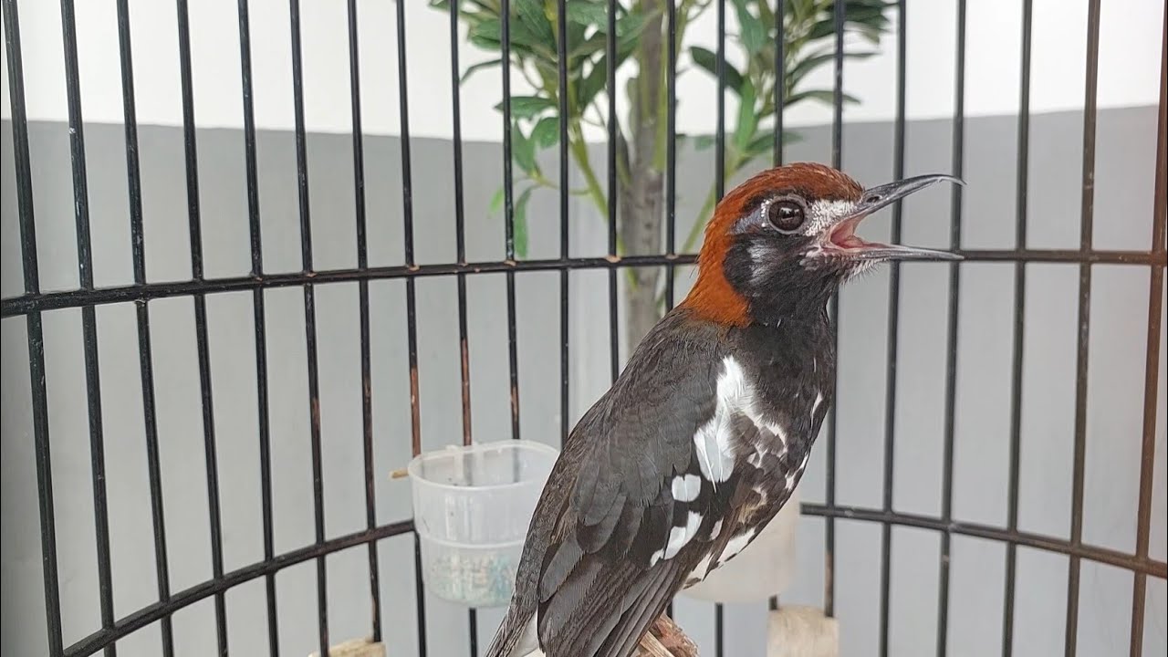 Anis Kembang Gacor Ngeplong Buat MAsteran dan pancingan Punglor Muda Part 126