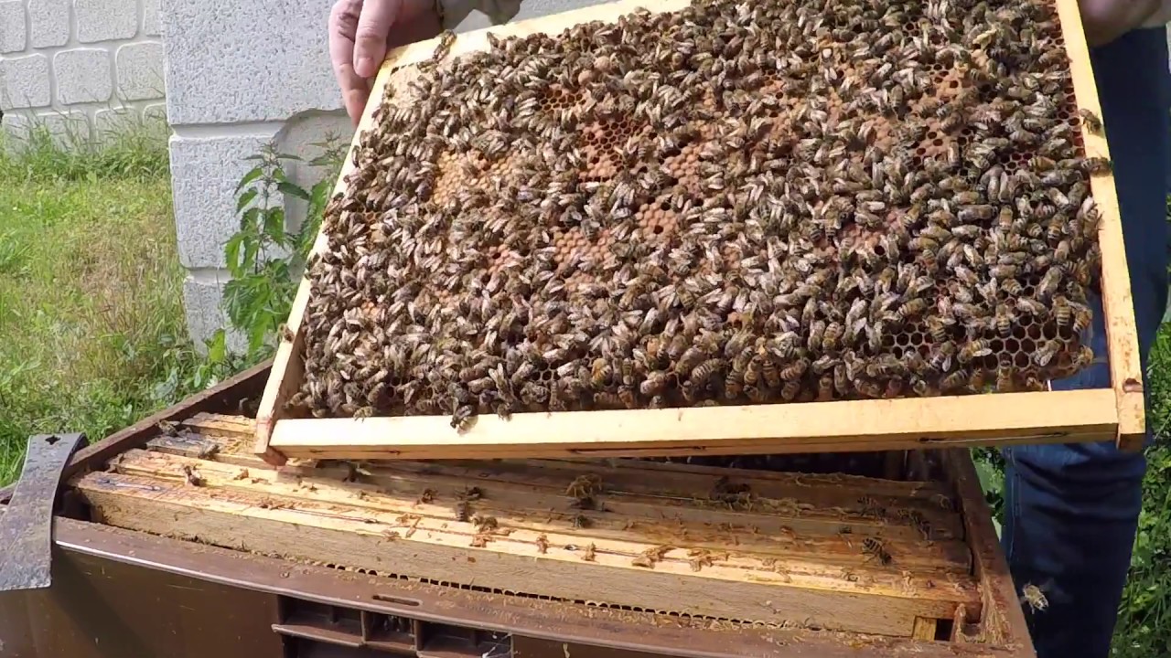 210518 Ruche à mâle, non valeurs et colza grêlé