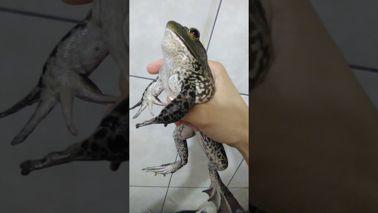 MEU RÃ TOURO CANTANDO/COAXANDO