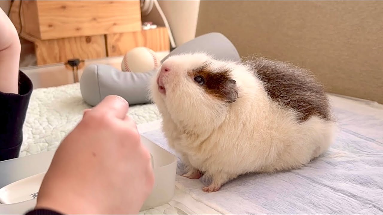 オジサン、お水くれヨォ【モルモット】Guinea pigs that want to drink water