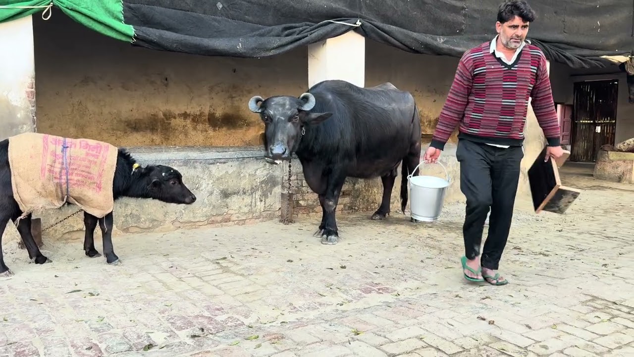 Achanak Chappa Mara Kissan k yha 1.30 Ghnte pehle dudh  Nikala fir bhi dudh hua 6.180gm ek time ka.