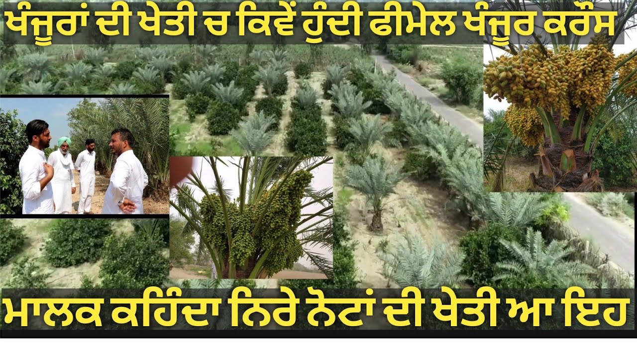 ਬਹੁਤ ਦਿਲਚਸਪ ਗੱਲਾਂ ਕੀਤੀਆਂ ਬਾਈ ਨੇ ਖਜੂਰਾਂ ਦੇ ਖੇਤੀ ਬਾਰੇ