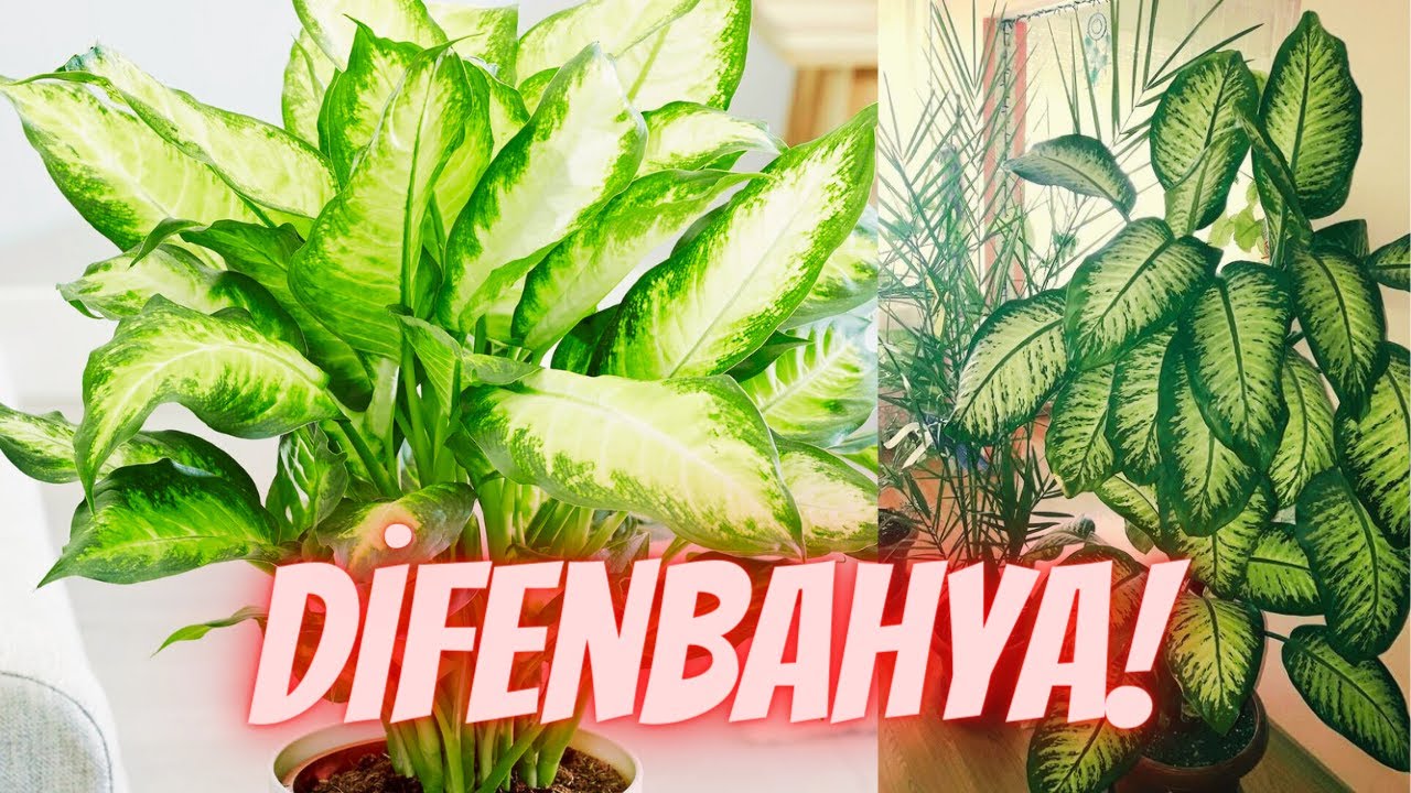 Difenbahya Bakımı | Difenbahya Yaprakları Sararıyor! Ne Yapmalıyım?