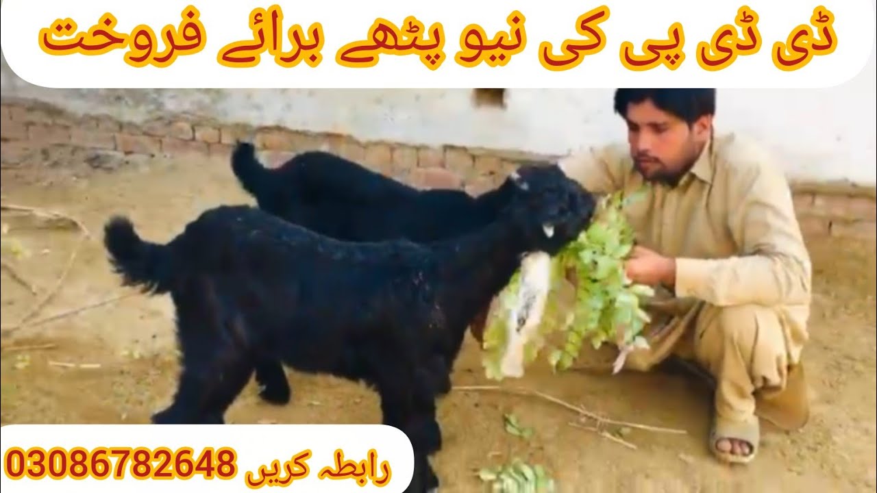  ڈی ڈی پی بکریوں کا شوق ڈی ڈی پی کی نیو  پٹھے برائے فروخت  رابطہ کریں 03086782648