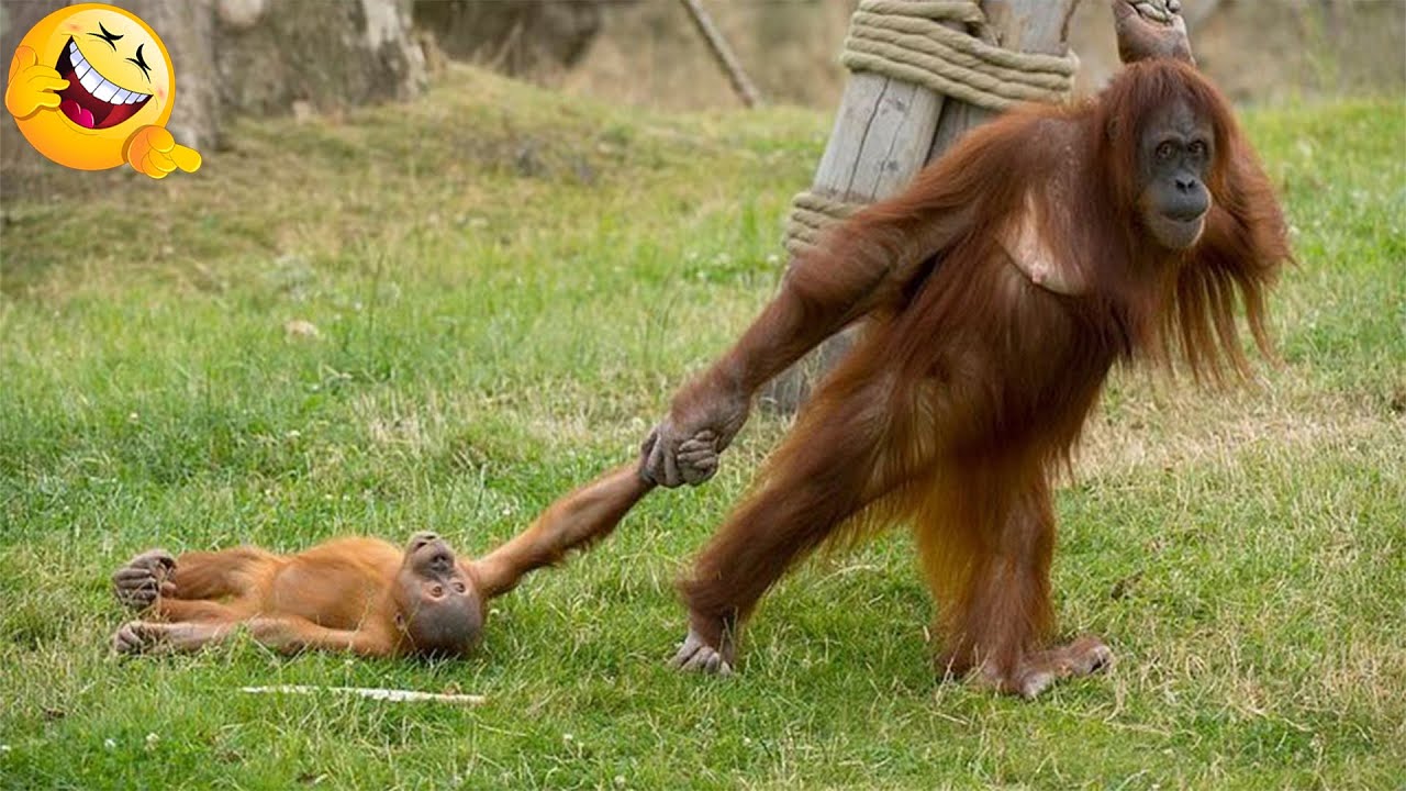 Best of Funny Monkeys & Animals Compilation 🐒 😁 You Can’t Stop Laughing!