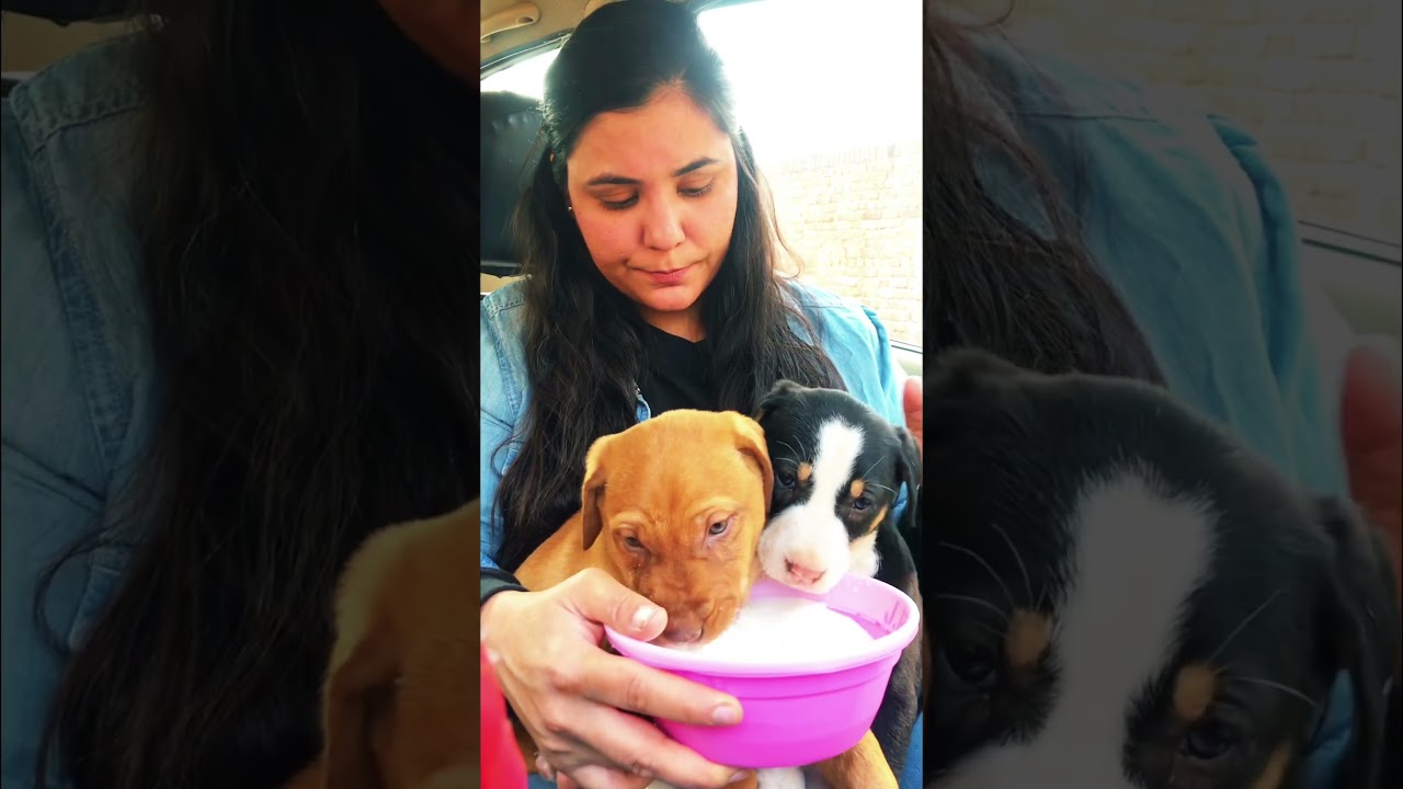 All this will be eaten #puppy #puppies #dog #dogs #dogmom #doglover #doglovers #shorts