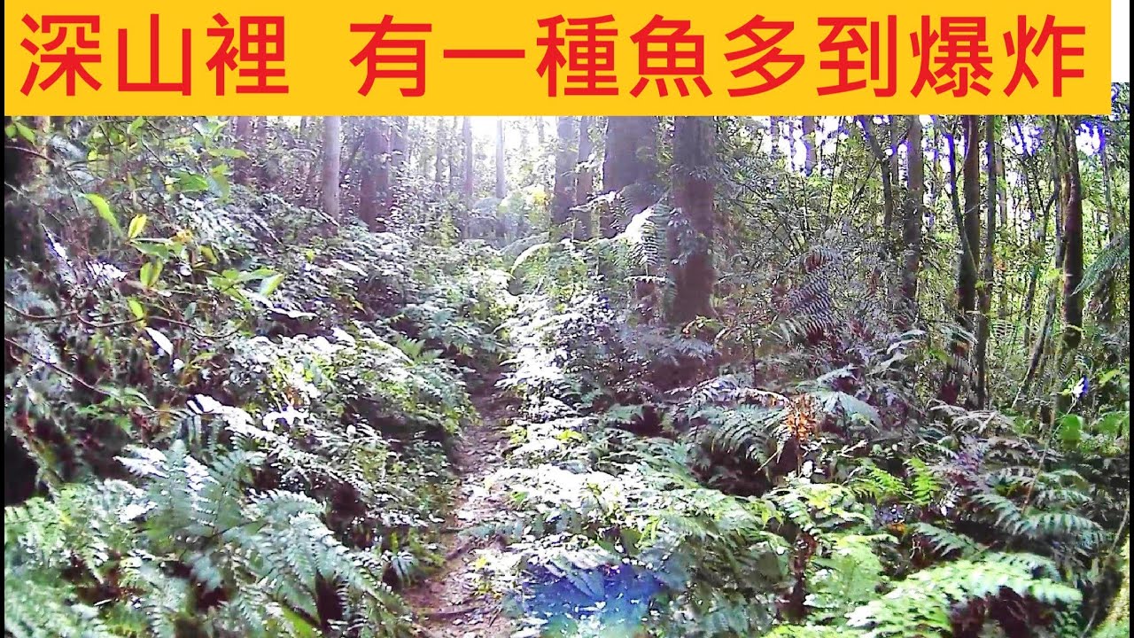 深山裡 有一種魚多到爆炸 @卻沒有人喜歡他