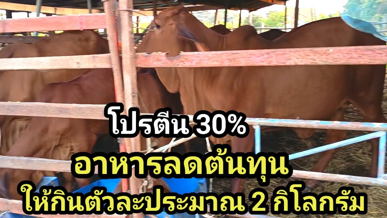เอาวัวผอม มาทำให้อ้วน กินอาหารโปรตีนสูง